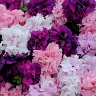 Петуния махровая Дабл Каскад Болд Микс [500 драже] - ООО «Семена Тут»