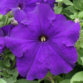 Петуния грандифлора Призм Блю [50 драже] - ООО «Семена Тут»