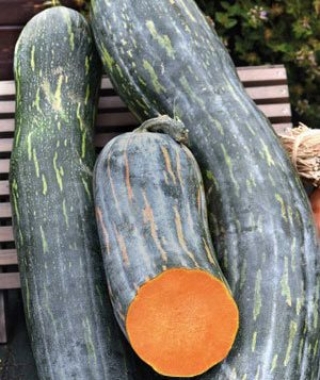 img-1: Тыква Семейная (инкруст. семена) - ООО «Семена Тут»