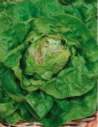 img-1: Салат Король Майя - ООО «Семена Тут»