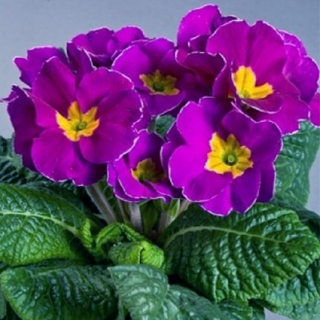 img-1: Примула Данова Лайт Виолет [1000 шт] - ООО «Семена Тут»