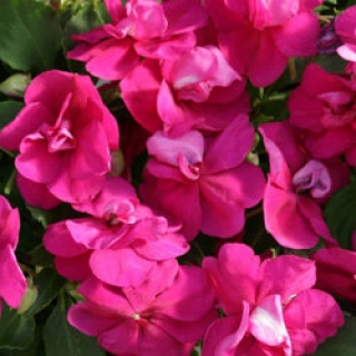 Бальзамин махровый Афина Брайт Парпл [1000 шт]* - ООО «Семена Тут»