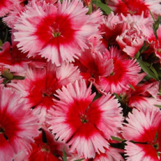 Гвоздика Диана Скарлет Пикоти [500 шт] - ООО «Семена Тут»