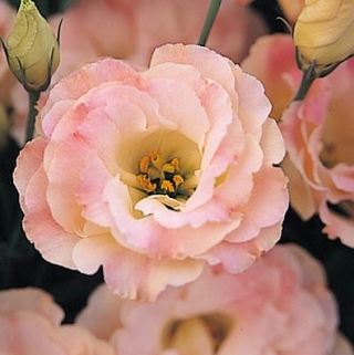 Эустома Арена 3 Шампань  [1000 драже] - ООО «Семена Тут»