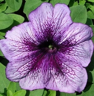 Петуния грандифлора Призм Блюберри Сандай [5000 драже] - ООО «Семена Тут»