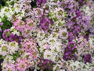 img-1: Алиссум Свити Пастел Микс [1000 шт] - ООО «Семена Тут»