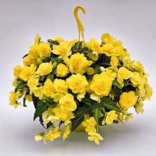 Бегония клубневая Нонстоп Джой Еллоу [500 драже] - ООО «Семена Тут»