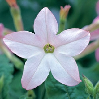 Табак Сандер Авалон Эппелблоссом [1000 драже] - ООО «Семена Тут»