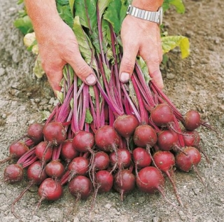 Свекла Экшен F1 [фракция семян: 2,75-3,0 мм] - ООО «Семена Тут»