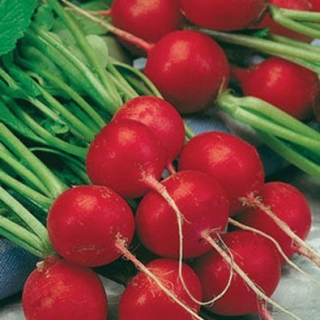 Редис Сора - ООО «Семена Тут»