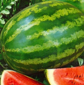 img-0: Арбуз Фотон - ООО «Семена Тут»