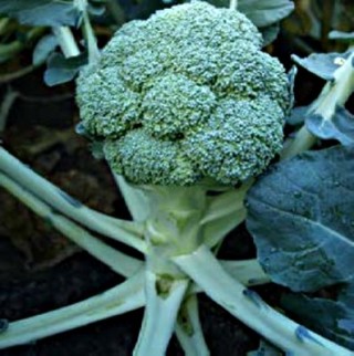 Капуста брокколи Принцип F1 - ООО «Семена Тут»