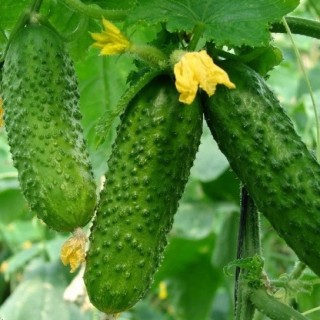 img-0: Огурец В 5016 F1 - ООО «Семена Тут»