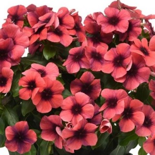 Катарантус Тату Папайа [500 шт] - ООО «Семена Тут»