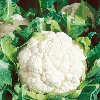 Капуста цветная Бразилия F1 - ООО «Семена Тут»
