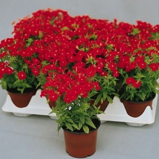 Флокс друммонди Этни Скарлет [100 шт] - ООО «Семена Тут»