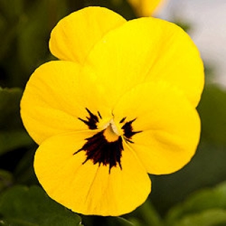 Виола рогатая Эдмаер Еллоу Блотч [50 шт] - ООО «Семена Тут»