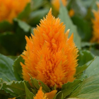 Целозия перистая Айс Крим Еллоу [1000 шт] - ООО «Семена Тут»