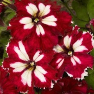 Петуния грандифлора Кан Кан Арлекин Бургунди [100 драже] - ООО «Семена Тут»