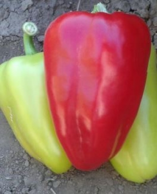 Перец Поло F1 - ООО «Семена Тут»