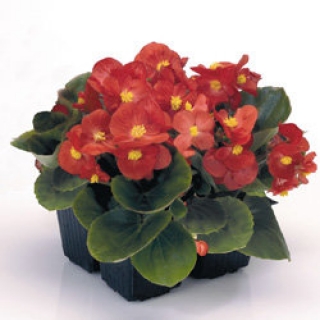 Бегония вечноцветущая Спринт Плюс Ред [50 драже] - ООО «Семена Тут»