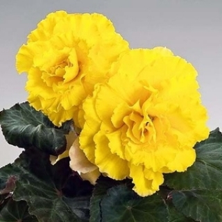 Бегония клубневая Нонстоп Еллоу [50 драже] - ООО «Семена Тут»