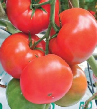 img-0: Томат Таганрог F1 - ООО «Семена Тут»