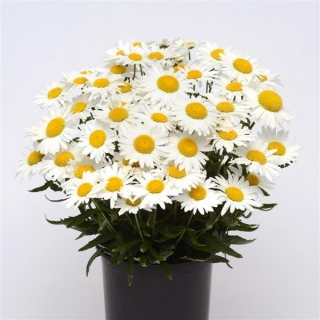 Нивяник Мадонна [1000 шт] - ООО «Семена Тут»