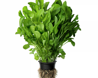 img-2: Рукола культурная (индау) Эврика - ООО «Семена Тут»