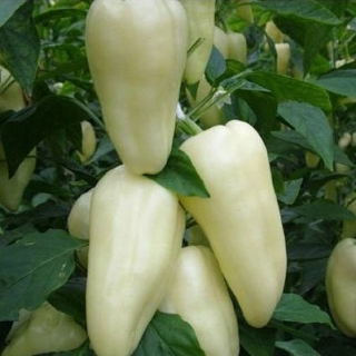 Перец Белозерка (инкруст. семена) - ООО «Семена Тут»