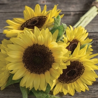 Подсолнечник Санрич Лемон [250 шт] - ООО «Семена Тут»