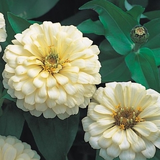 Цинния Дримленд Айвори [1 гр] - ООО «Семена Тут»