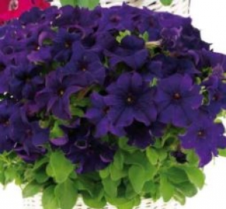 Петуния грандифлора Капри Блю [1000 драже] - ООО «Семена Тут»