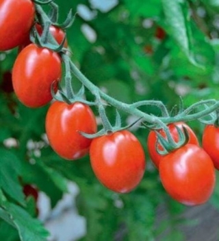 Томат Тутти Фрутти F1 - ООО «Семена Тут»