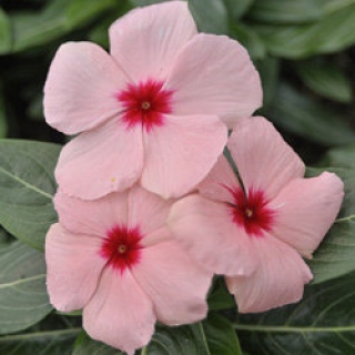 Катарантус Кора Эприкот [1000 шт] - ООО «Семена Тут»