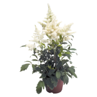 Астильба Арендса Астери Вайт [500 драже] - ООО «Семена Тут»