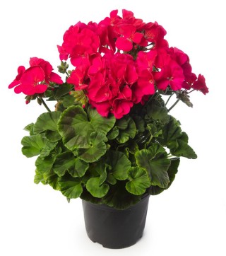 img-1: Пеларгония зональная Пинто Премиум Виолет [100 шт] (инкруст. семена) - ООО «Семена Тут»