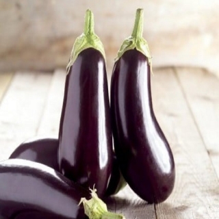 Баклажан Фрегат - ООО «Семена Тут»