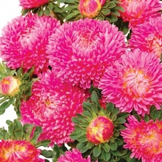 img-0: Астра Бьютифул Дэй Роуз [3 гр] - ООО «Семена Тут»