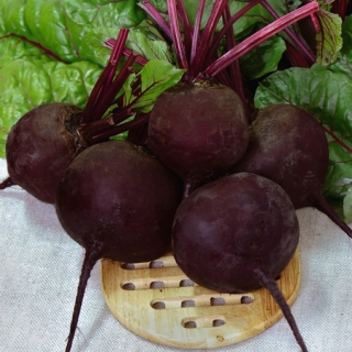 Свекла Хуторянка - ООО «Семена Тут»