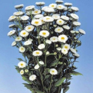 Астра Мацумото Вайт [2500 шт] - ООО «Семена Тут»