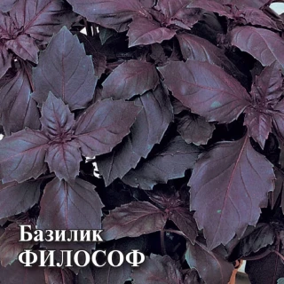 img-1: Базилик Философ - ООО «Семена Тут»