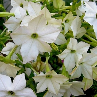 Табак Сандер Авалон Вайт [1150 драже] - ООО «Семена Тут»