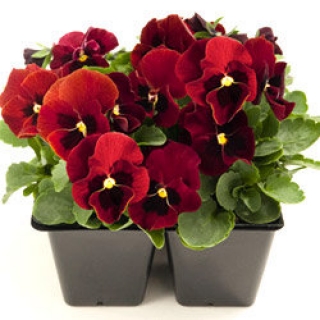 Виола рогатая Эдмаер Ред Блотч [50 шт] - ООО «Семена Тут»