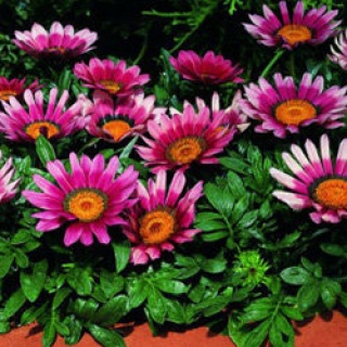 Газания Кисс Роуз  [100 шт] - ООО «Семена Тут»