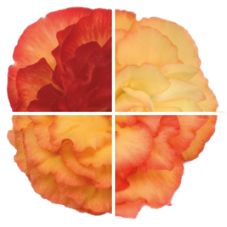 img-1: Бегония клубневая Нонстоп Флейм [500 драже] - ООО «Семена Тут»