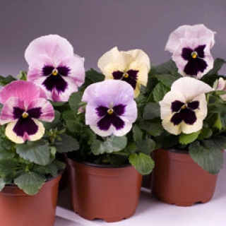 Виола крупноцветковая Селло Антик Шейдес [1000 шт] - ООО «Семена Тут»