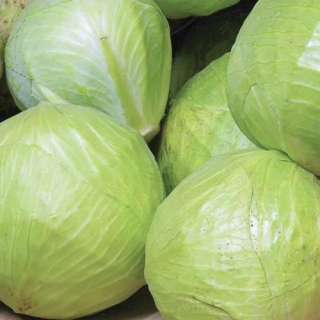 Капуста белокочанная Старт F1 - ООО «Семена Тут»