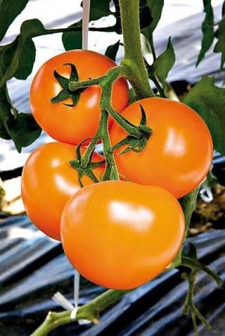 Томат Бигоранж F1 (TИ 169 F1) - ООО «Семена Тут»