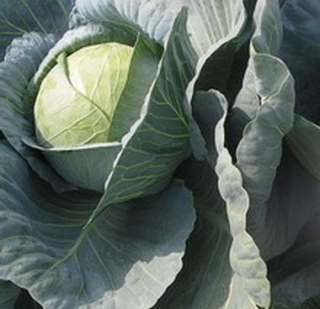 Капуста белокочанная Дискавер F1 - ООО «Семена Тут»